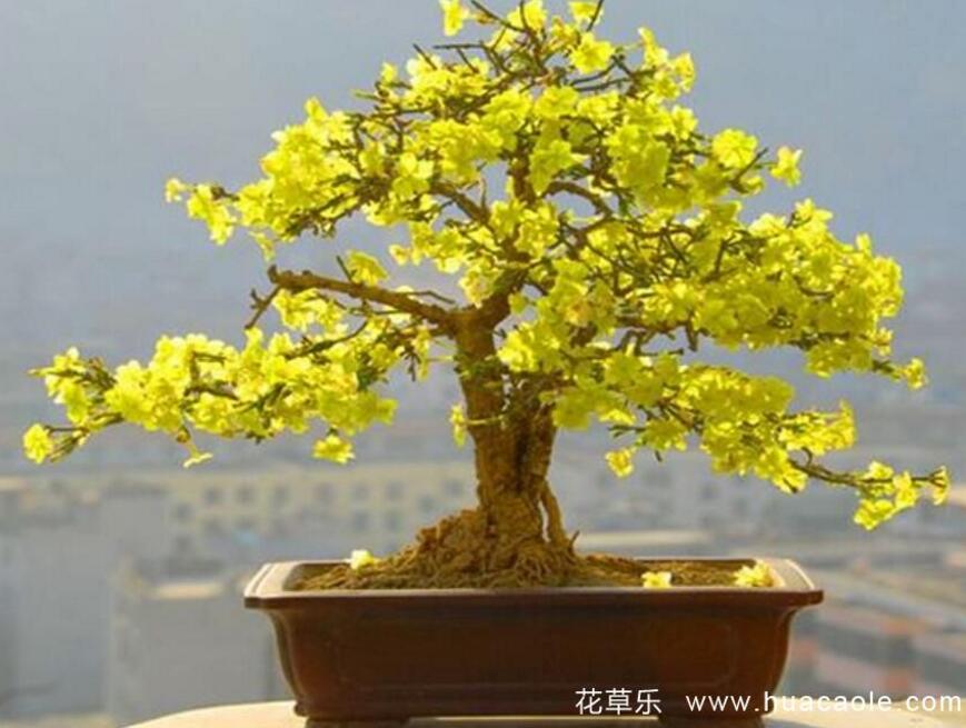 哪里可以出租镜头久久av无码精品人妻系列试探，冰雪中的创意奇迹，点亮全球动漫新纪元